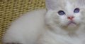 😍Iowa ragdoll cica!
