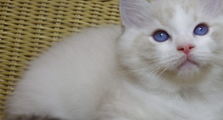 😍Iowa ragdoll cica!
