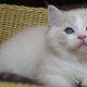 😍Iowa ragdoll cica!