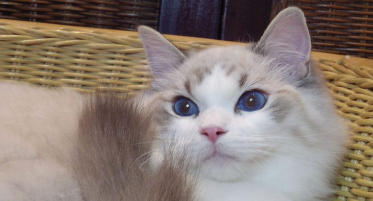 😍😍Iowa Ragdoll cica! 😍😍