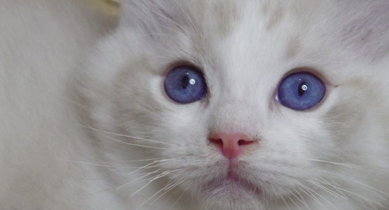 😍Iowa ragdoll cica!