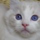 😍Iowa ragdoll cica!
