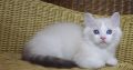 😍Iowa ragdoll cica!