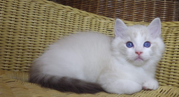 😍Iowa ragdoll cica!