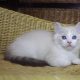😍Iowa ragdoll cica!