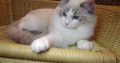 😍😍Iowa Ragdoll cica! 😍😍