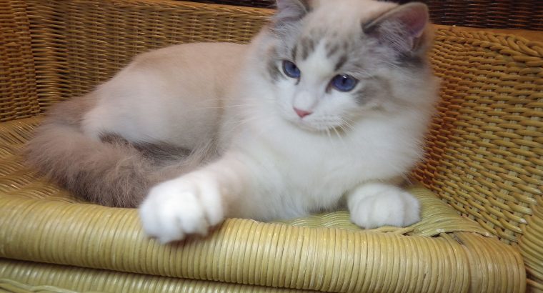 😍😍Iowa Ragdoll cica! 😍😍