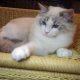 😍😍Iowa Ragdoll cica! 😍😍