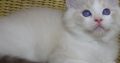 😍Iowa ragdoll cica!