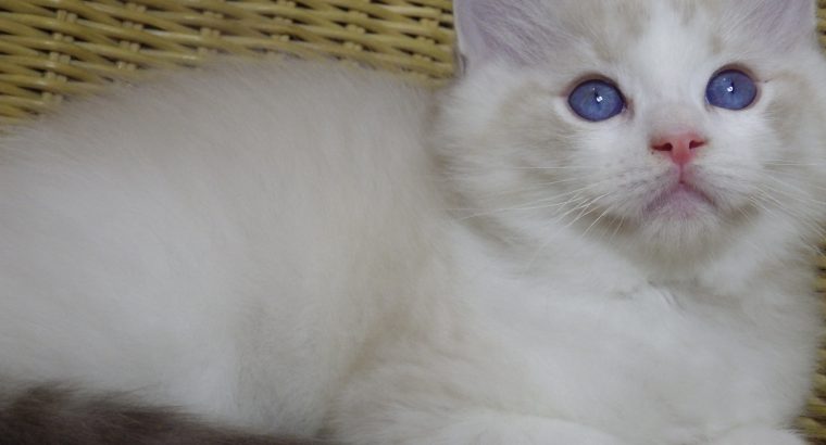😍Iowa ragdoll cica!
