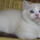 😍Iowa ragdoll cica!