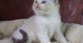 +++Jack-Daniels+++Ragdoll cica!