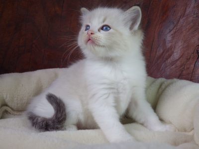 +++Jack-Daniels+++Ragdoll cica!