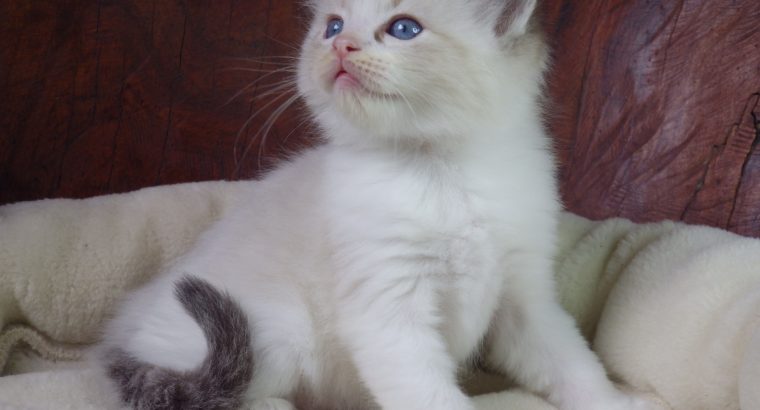 +++Jack-Daniels+++Ragdoll cica!