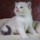 +++Jack-Daniels+++Ragdoll cica!
