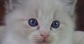 +++Jack-Daniels+++Ragdoll cica!