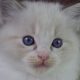 +++Jack-Daniels+++Ragdoll cica!