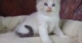 +++Jack-Daniels+++Ragdoll cica!