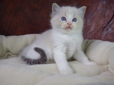 +++Jack-Daniels+++Ragdoll cica!