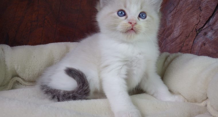 +++Jack-Daniels+++Ragdoll cica!