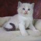 +++Jack-Daniels+++Ragdoll cica!
