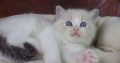 +++Jack-Daniels+++Ragdoll cica!
