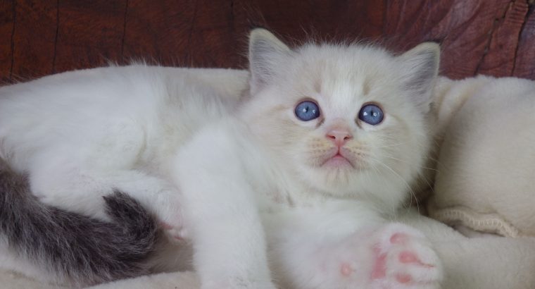 +++Jack-Daniels+++Ragdoll cica!