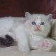 +++Jack-Daniels+++Ragdoll cica!