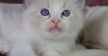 +++Jack-Daniels+++Ragdoll cica!