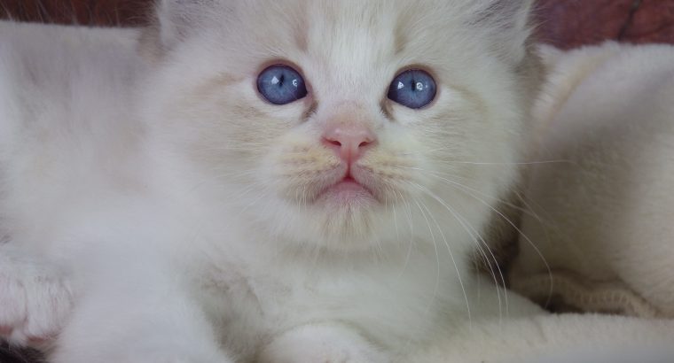 +++Jack-Daniels+++Ragdoll cica!