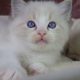 +++Jack-Daniels+++Ragdoll cica!