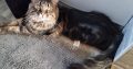 Maine coon picikék várhatók