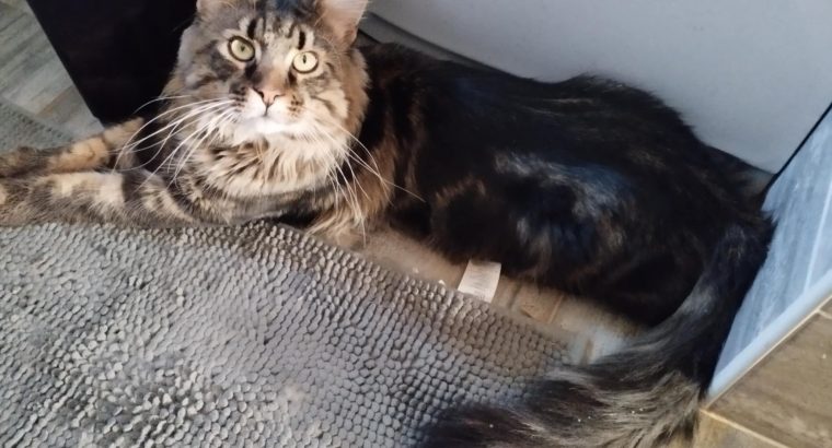 Maine coon picikék várhatók