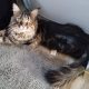 Maine coon picikék várhatók
