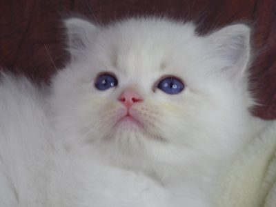 +++Jennifer++Ragdoll cica!