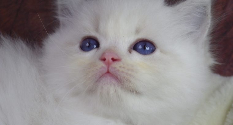 +++Jennifer++Ragdoll cica!