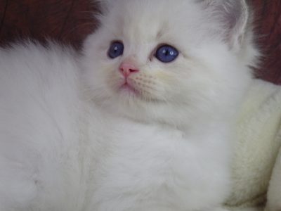 +++Jennifer++Ragdoll cica!