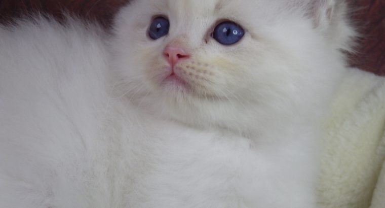 +++Jennifer++Ragdoll cica!