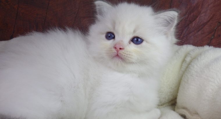 +++Jennifer++Ragdoll cica!