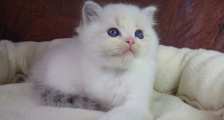 +++Jennifer++Ragdoll cica!