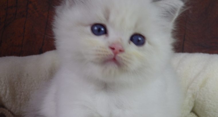 +++Jennifer++Ragdoll cica!