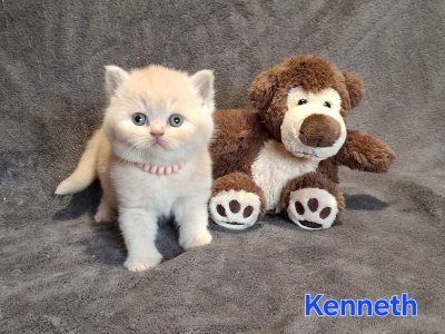 Kenneth krém kandúrka