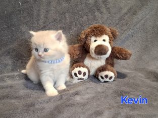Kevin krém kandúrka