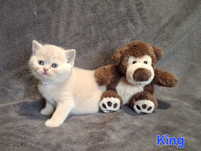 King, krém kandúrka