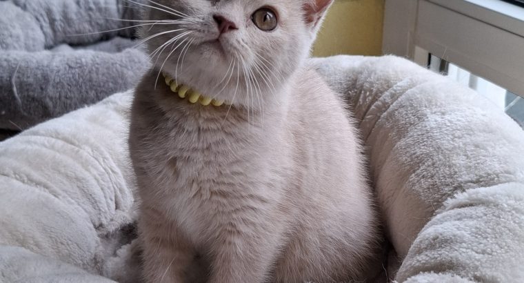 Kylie krém kislány