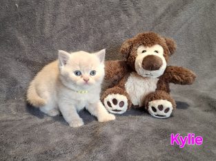 Kylie krém kislány