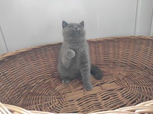 Skót állófülű kislány! (Manna)