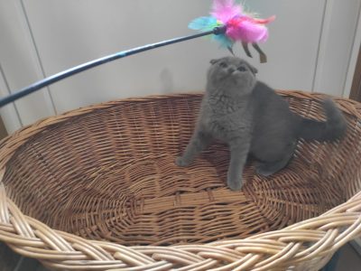 Skót kék lógófülű kandúr! (Misa)