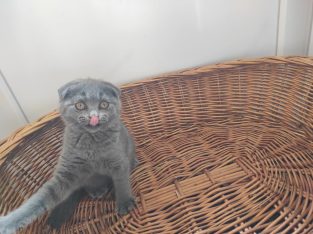 Skót kék lógófülű kislány (Mici)