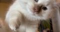 Safranek – Ragdoll kandúr